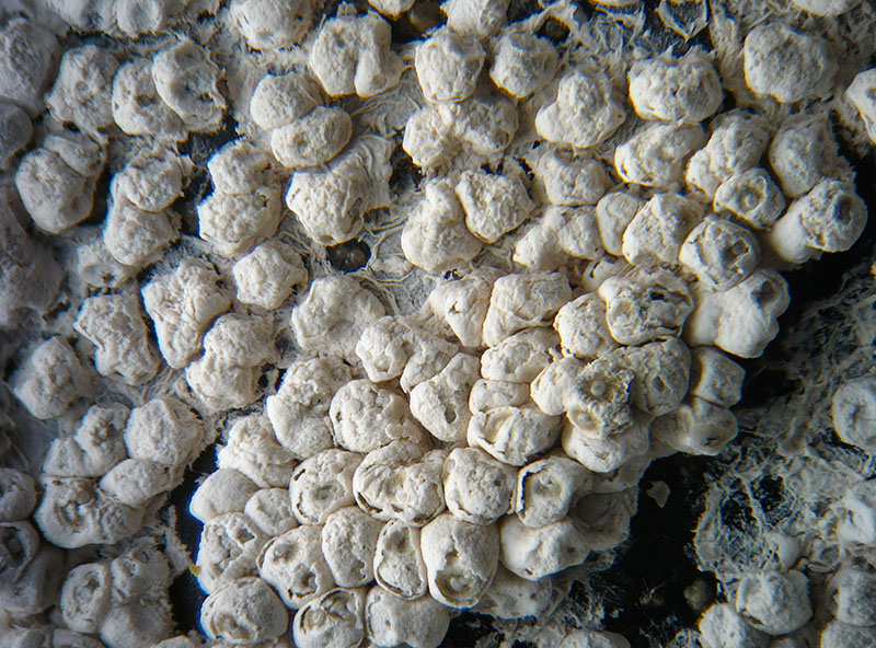 Diderma crustaceum